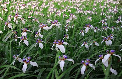 《OPUS：龙脉常歌》9月1日Steam发售 太空探索冒险